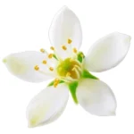 زهر البرتقال