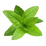 نعناع المدينه